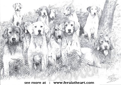 Welsh Hounds